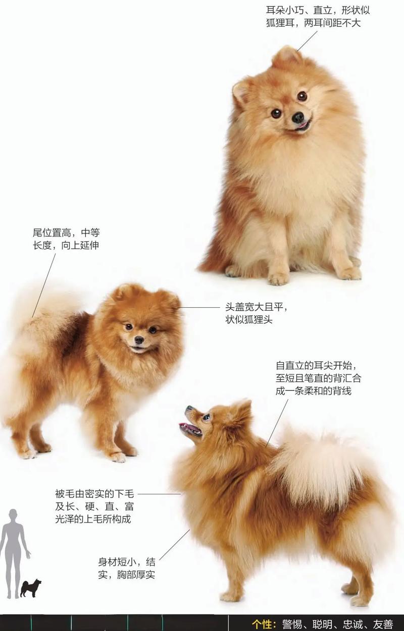 博美名字大全萌萌哒