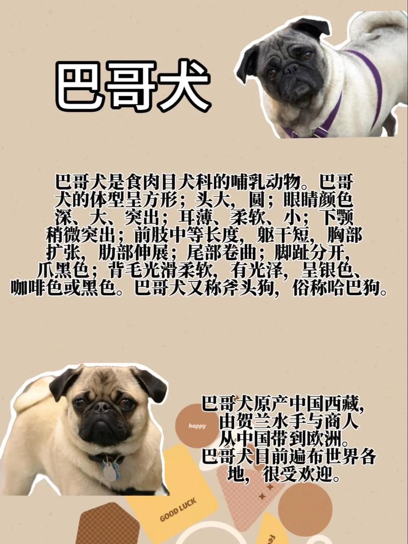 巴哥犬和边境牧羊犬哪个好养