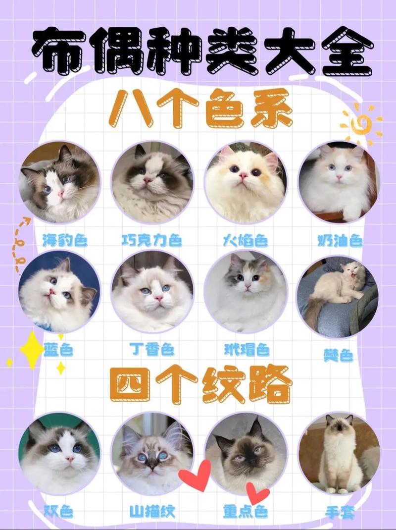 灰色布偶猫费用
多少钱一只，灰色布偶猫费用
多少钱一只图片