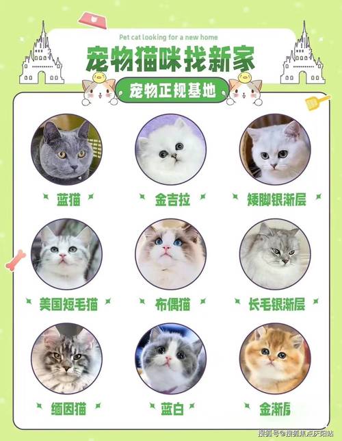 4000元的布偶猫好不好