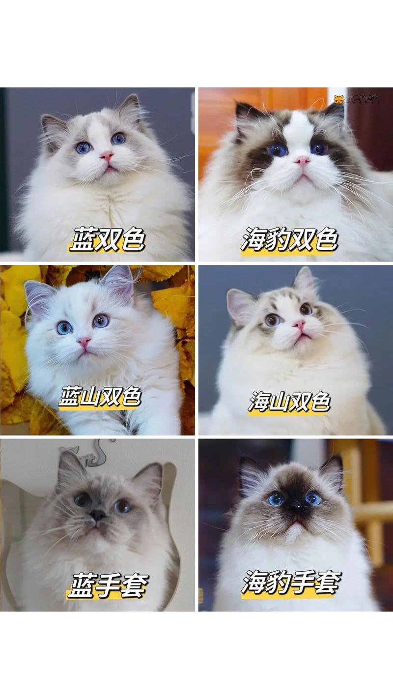 布偶猫颜色分类有哪些?