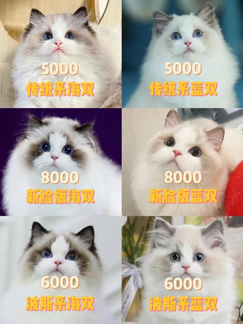 常见宠物猫品种、特点、费用
介绍,宠物猫购买建议