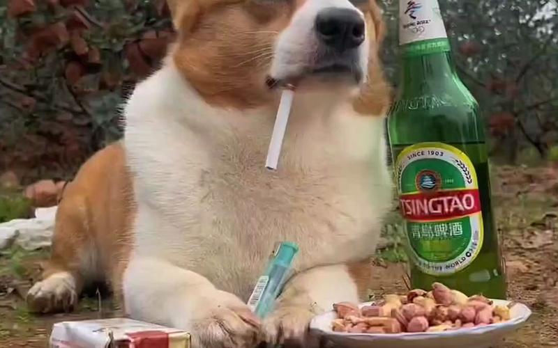 狗狗喝啤酒会造成什么后果?