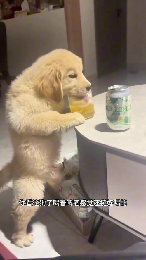 给狗喝酒有什么危害?