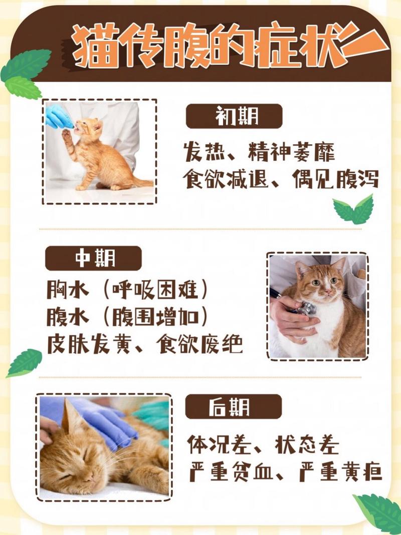 猫咪传染性腹膜炎症状，猫咪传染性腹膜炎症状是什么