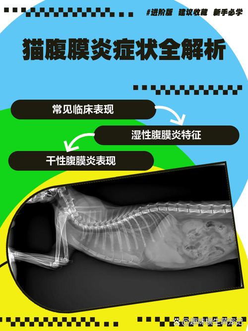 猫得了猫传染性腹膜炎是什么症状?