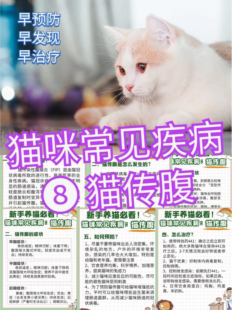猫咪腹膜炎三大症状