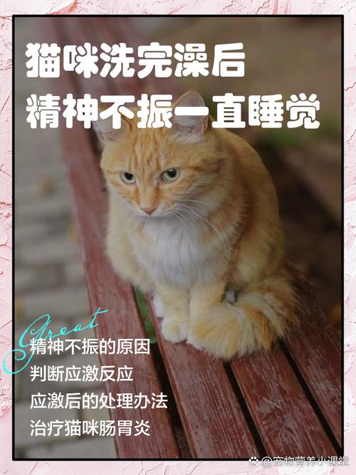 猫咪洗完澡后一直睡觉