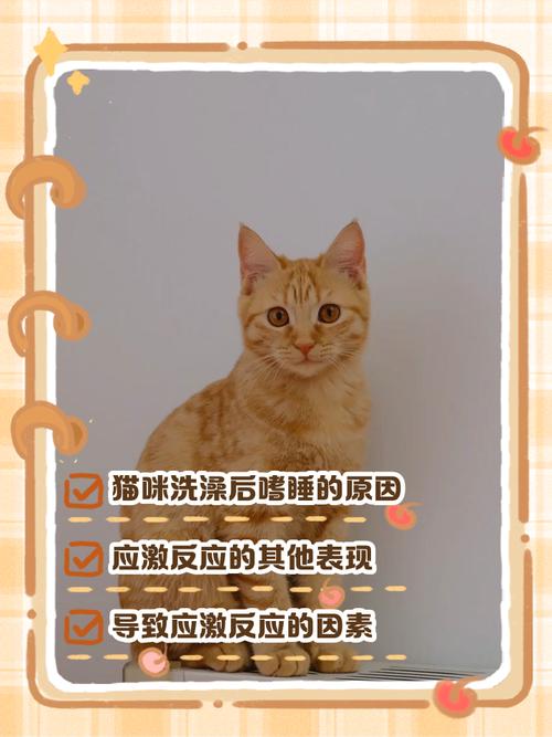 小猫洗完澡没精神一直睡觉怎么办