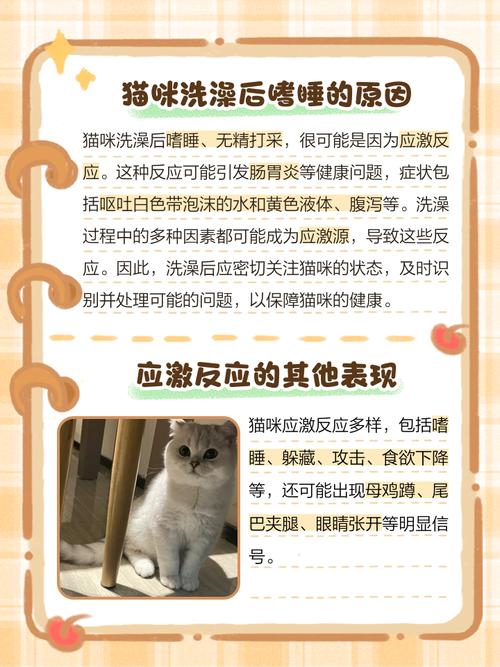 猫洗完澡后没精神