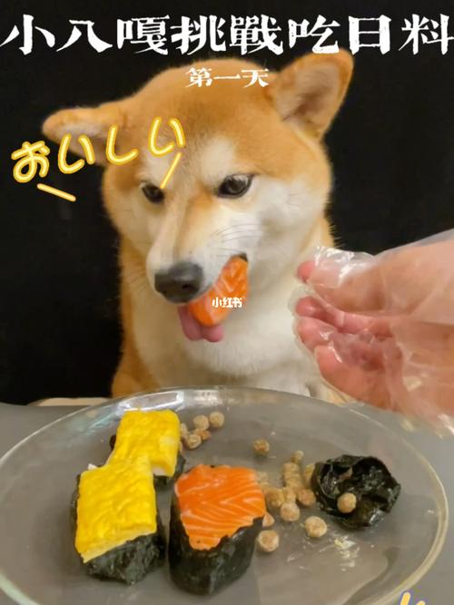 狗狗可不可以吃金枪鱼罐头和寿司?