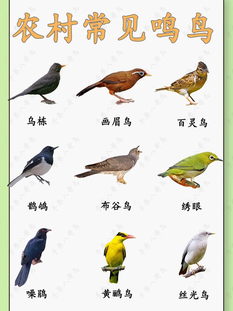 常见鸟类名称有哪些?
