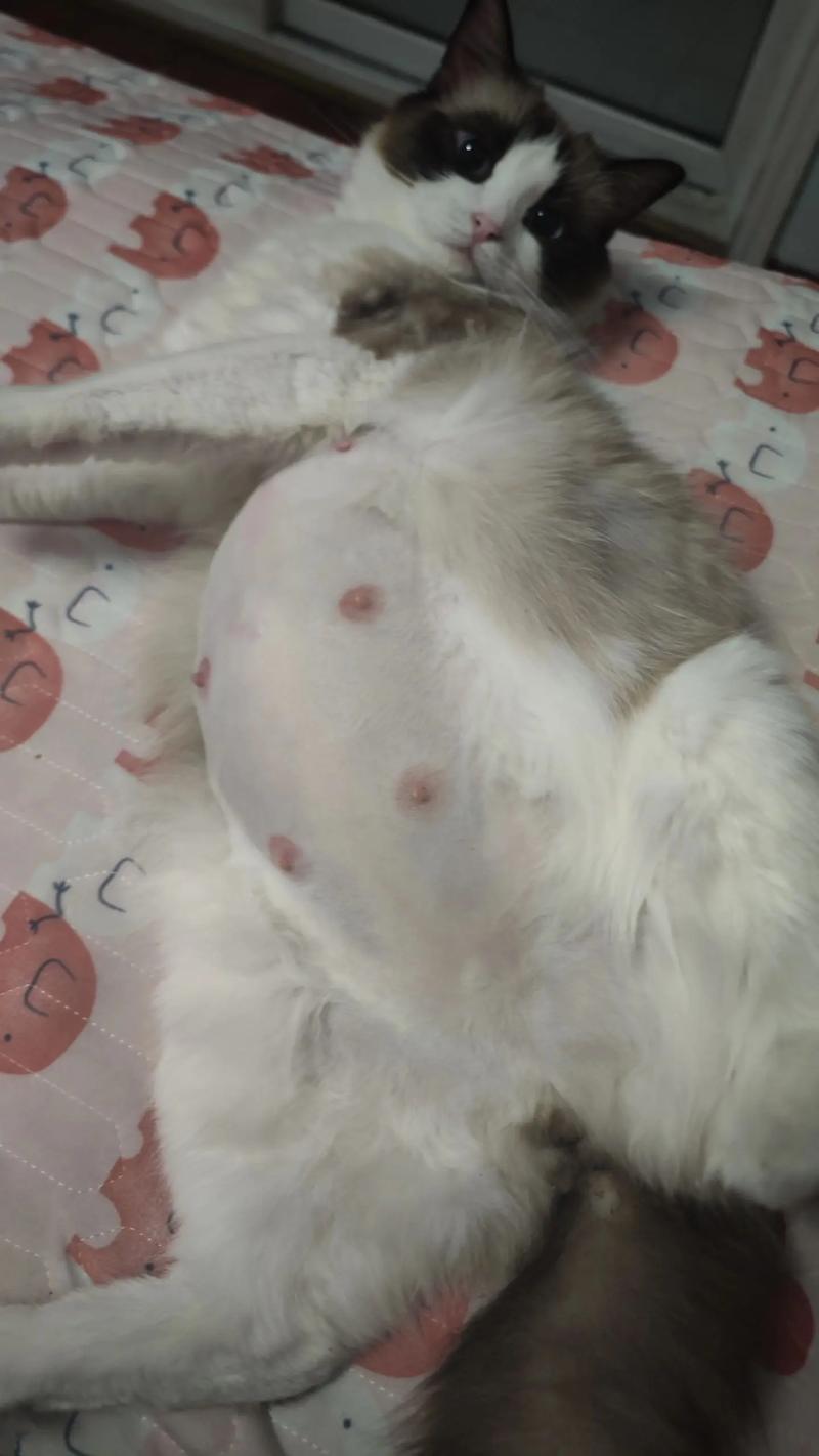 猫咪怀孕一个月的症状