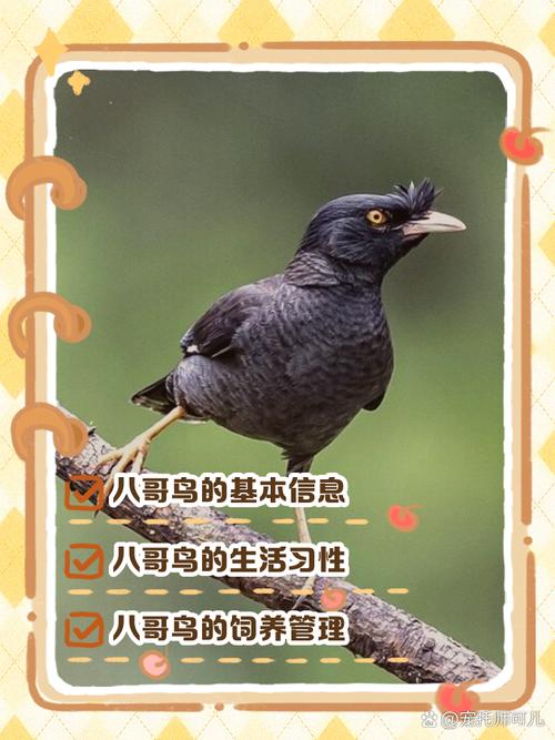 八哥鸟好养吗
