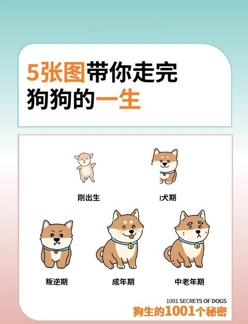 10个月的母巴哥犬怎么还不发情