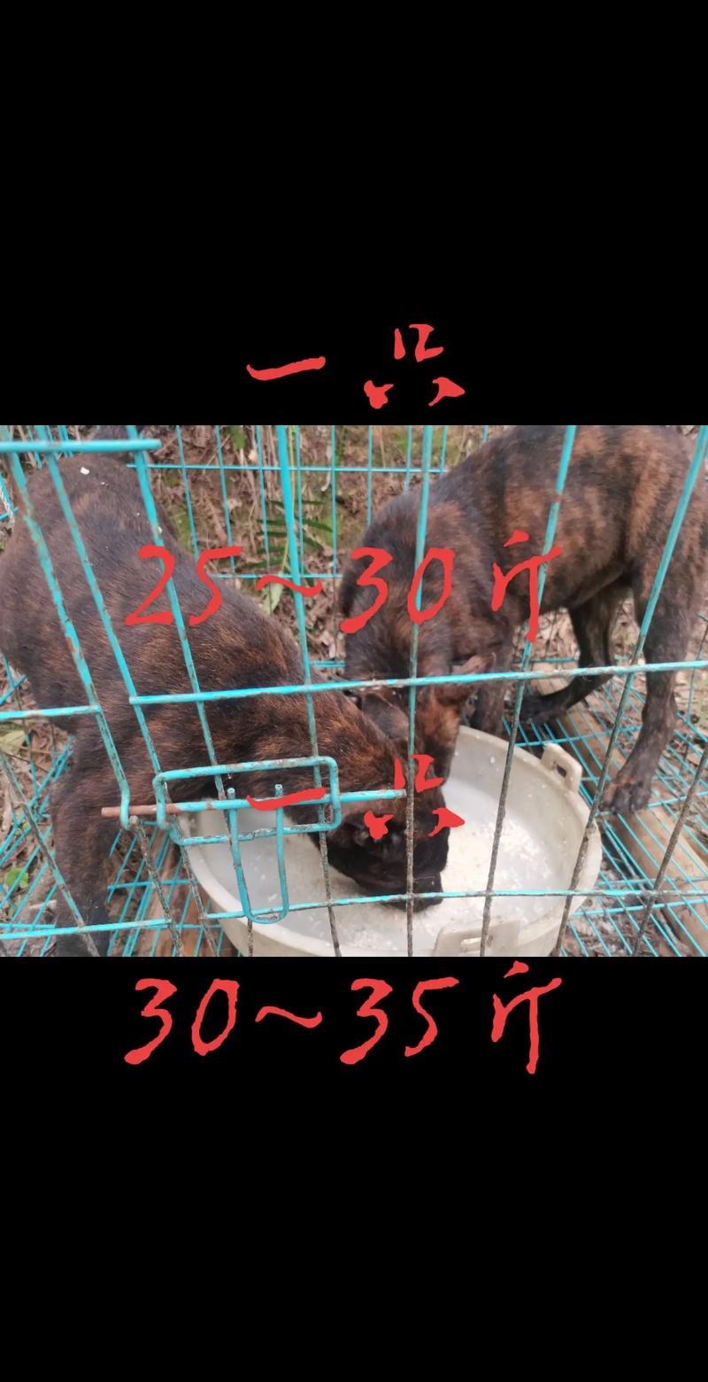 狼犬多少钱一只虎斑狼犬多钱一只