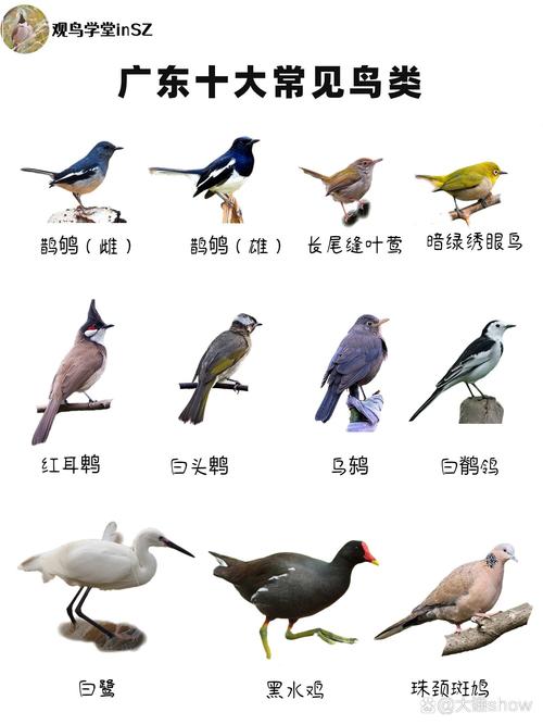 常见鸟类名称有哪些?