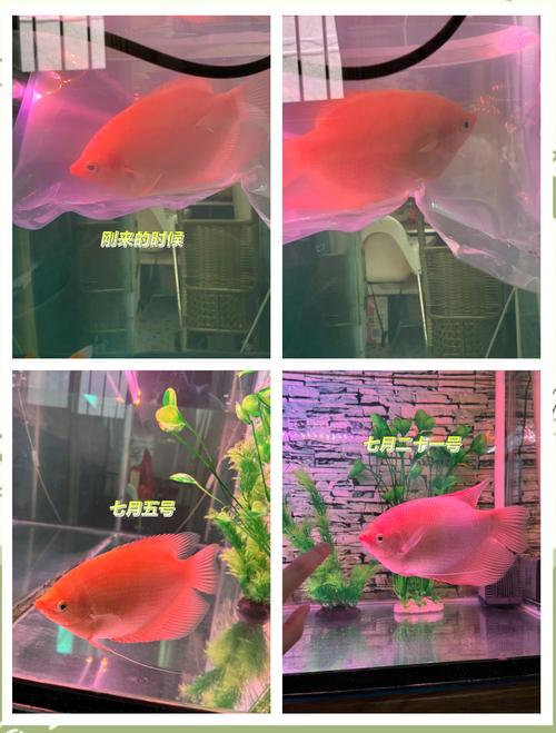 招财猫鱼5斤左右多少钱