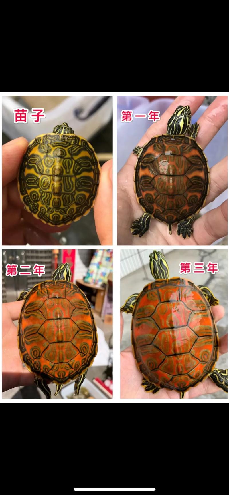 火焰龟长得快吗,能长多大