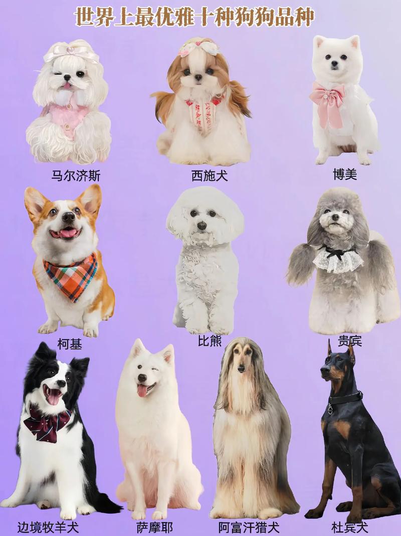 好听高贵的宠物狗名字483个