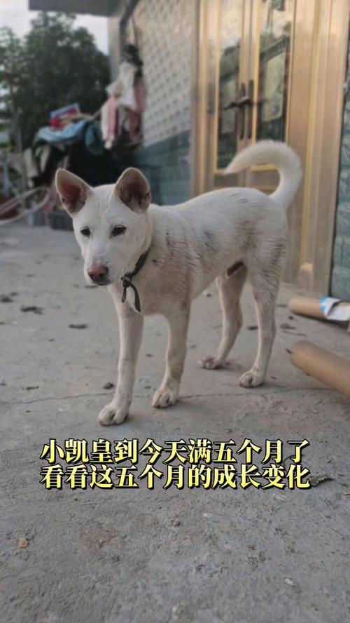 五个月狗狗还是幼犬吗