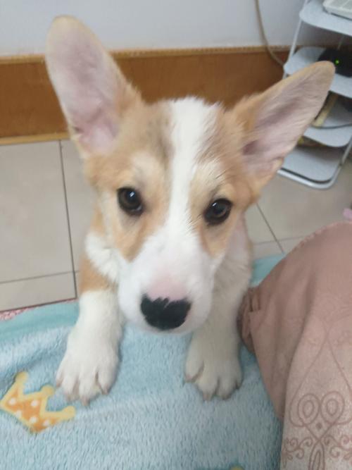 狗狗多少岁算幼犬??