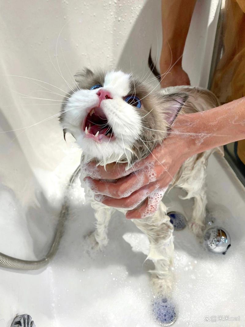 布偶猫多久洗一次澡好