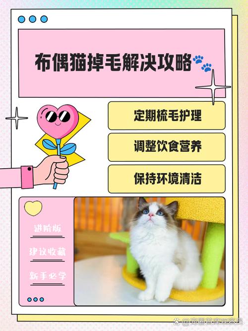 关于布偶猫的饲养小知识你知道哪些?