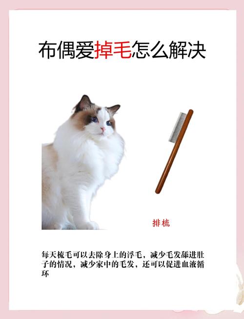 一岁多的布偶猫怎么养?