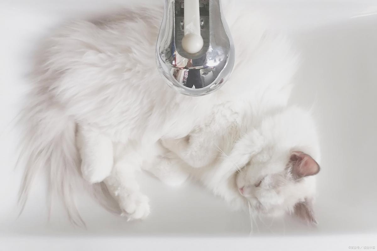 布偶猫多久洗一次澡?