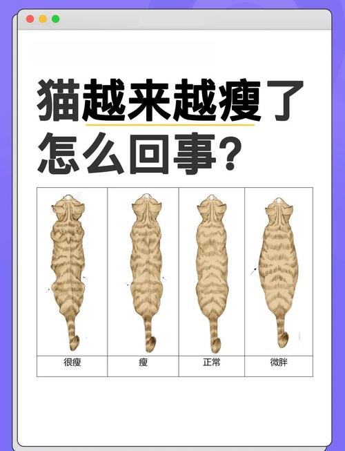 猫咪不爱吃东西怎么回事?