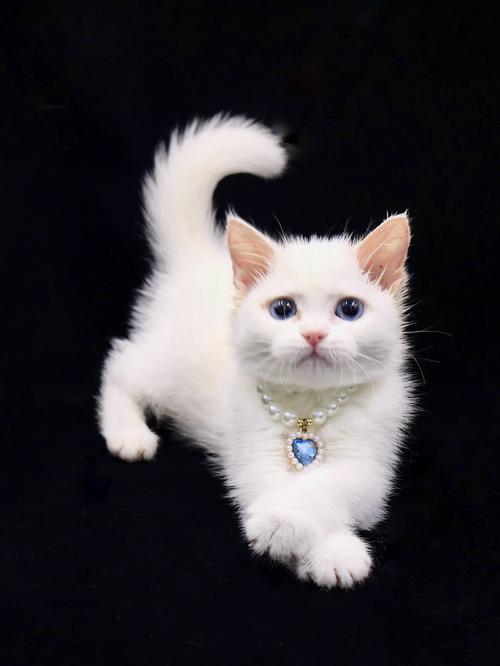 100元以下的猫有哪些，有没有100元的猫？