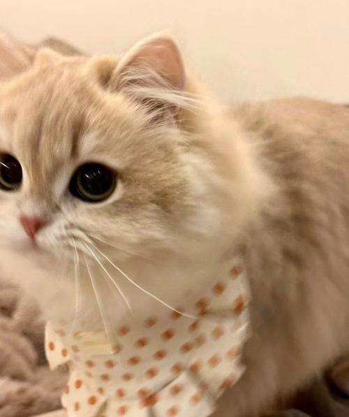 100元左右的猫
