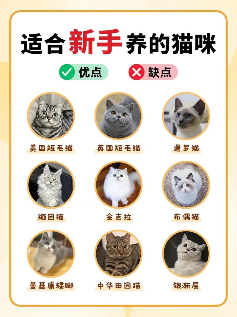 100元以下适合学生养的猫有哪些适合新手养吗
