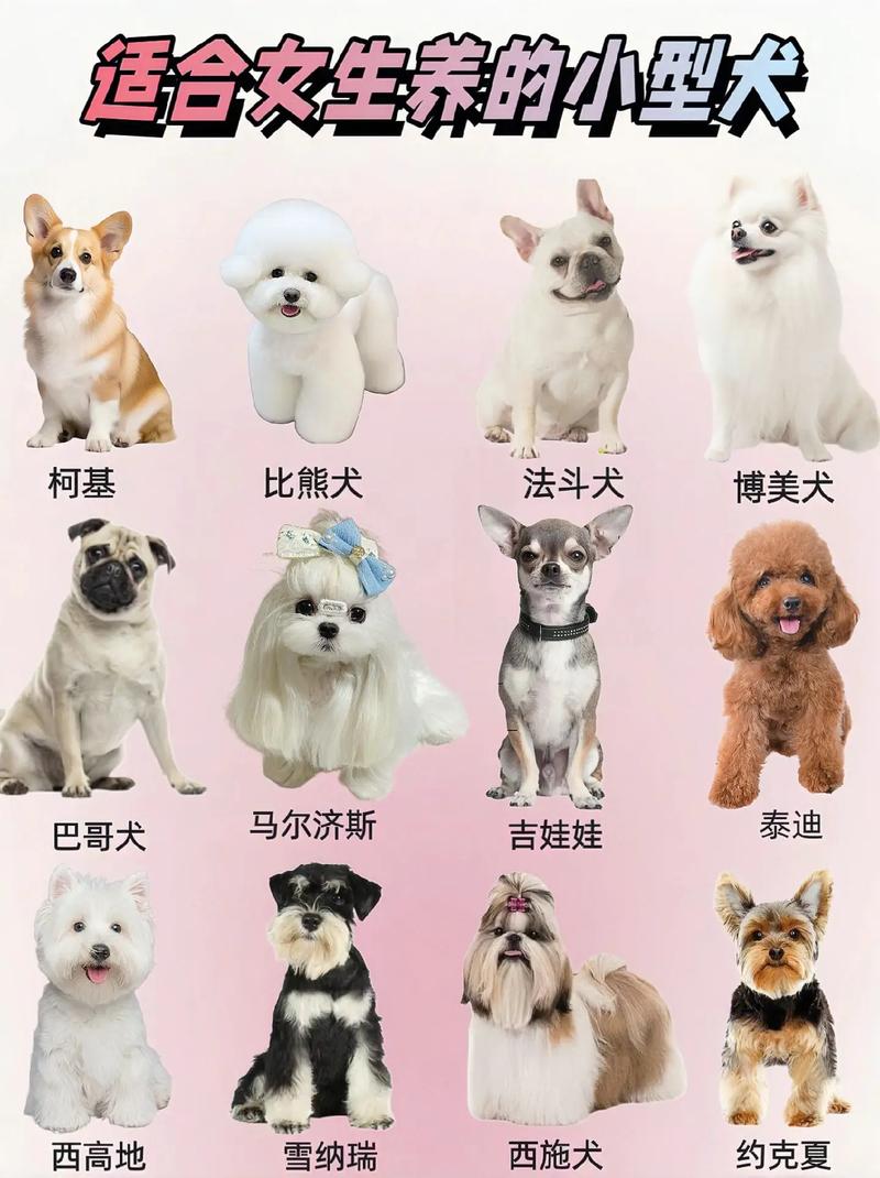 前十
便宜好养的小型犬