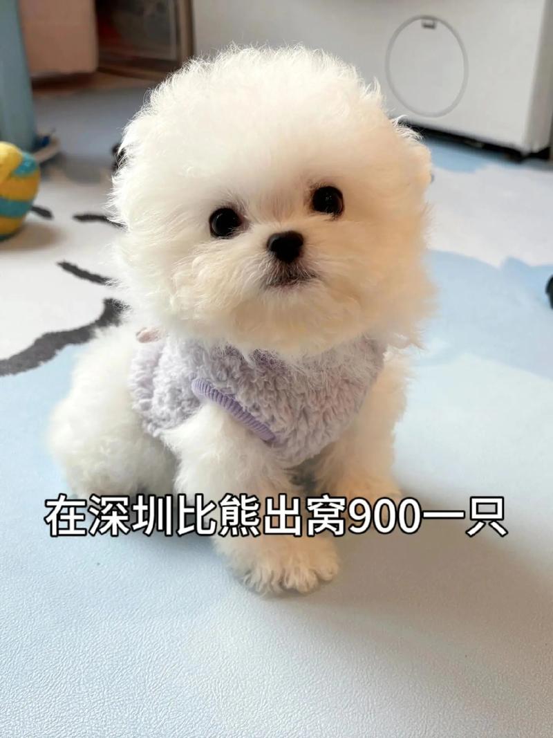 什么小狗好养又听话小型犬便宜
