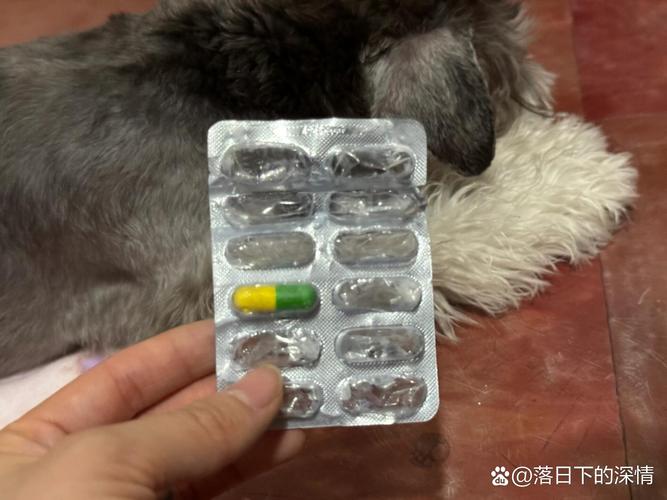 ...已经打了针·请问一下狗狗可不可以吃阿莫西林·用量多