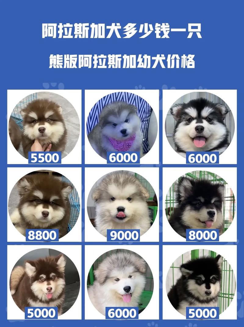 10000元的巨型阿拉斯加犬，巨版阿拉斯加犬