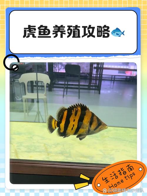10多厘米的虎鱼怎么喂食，虎鱼从10公分养到20要多久