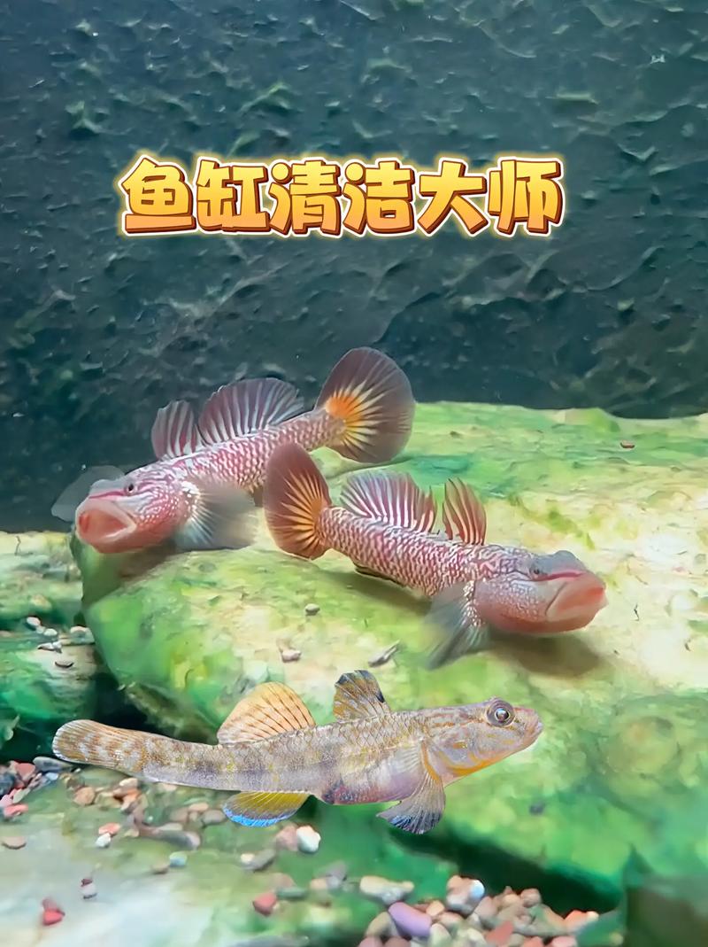 虎鱼苗一条喂多少食