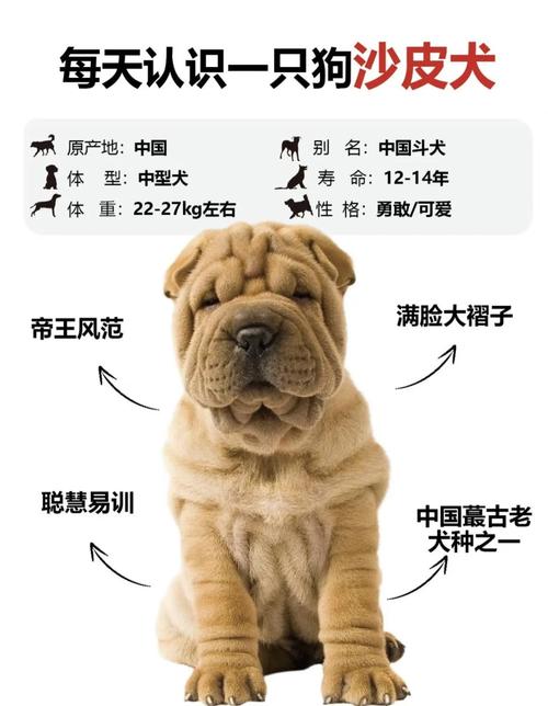 灰色沙皮狗，灰色沙皮狗狗品种大全？