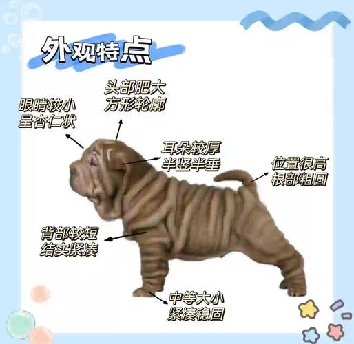 如何挑选沙皮狗