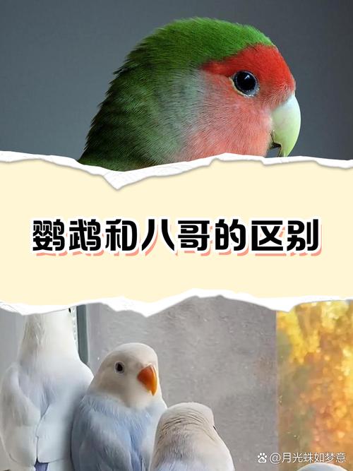 八哥有黑色嘛，八哥有没有全身黑的？