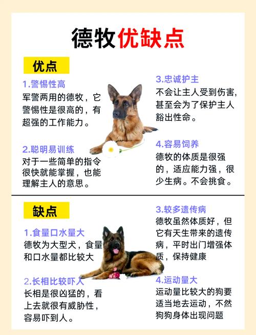 德牧吃生鸡架的好处