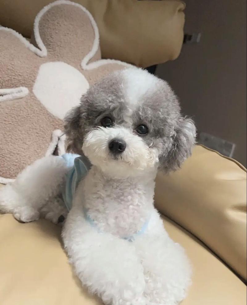 花贵犬是什么品种