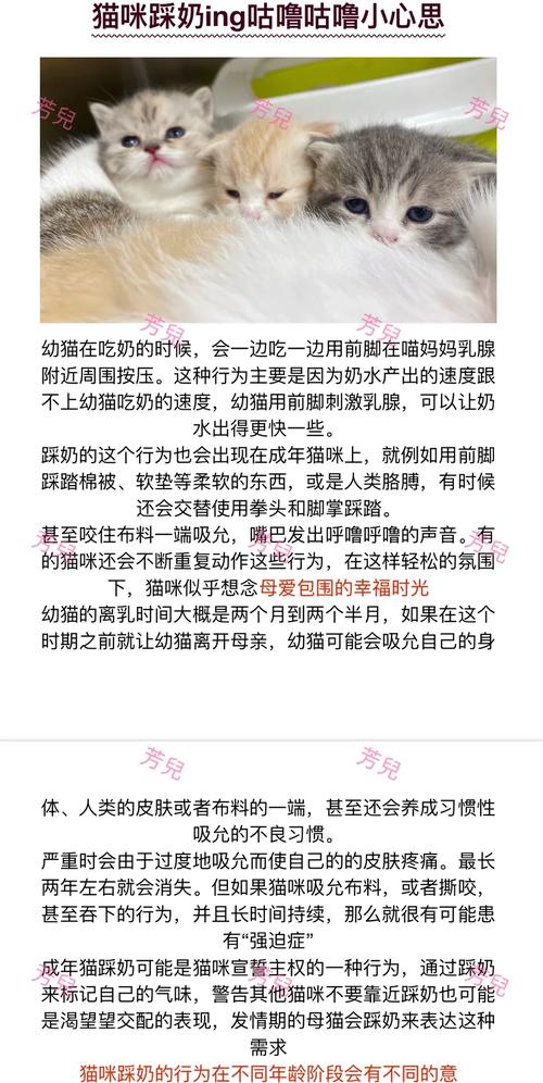 猫为什么会有踩奶的行为?