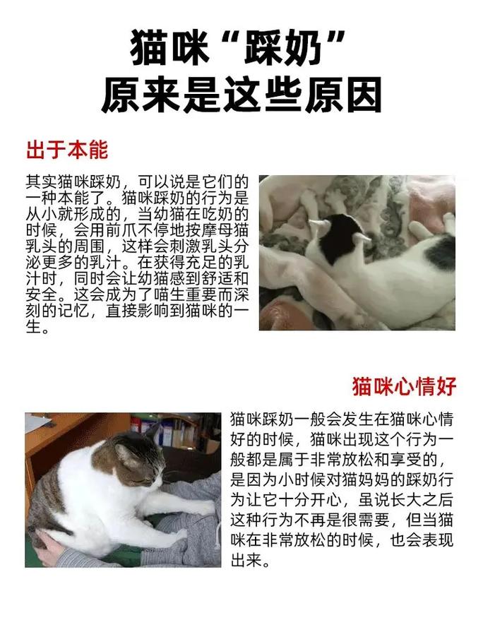 猫咪为什么要踩奶