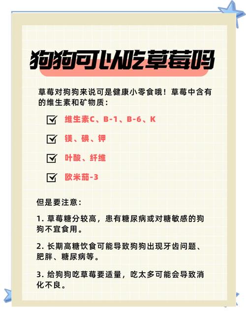 泰迪狗狗可以吃草莓吗，泰迪狗狗能不能吃草莓？