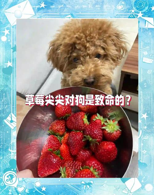 泰迪狗狗可以吃什么水果