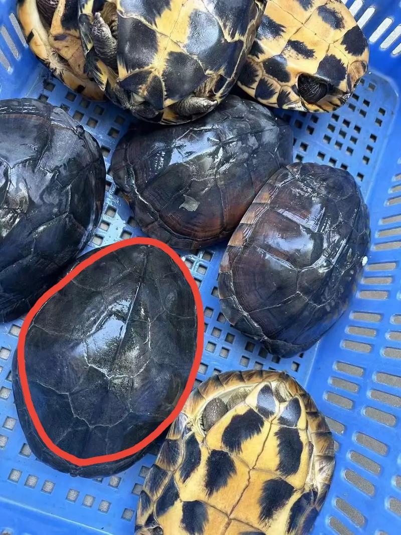 石金钱龟苗费用
多少钱一只?